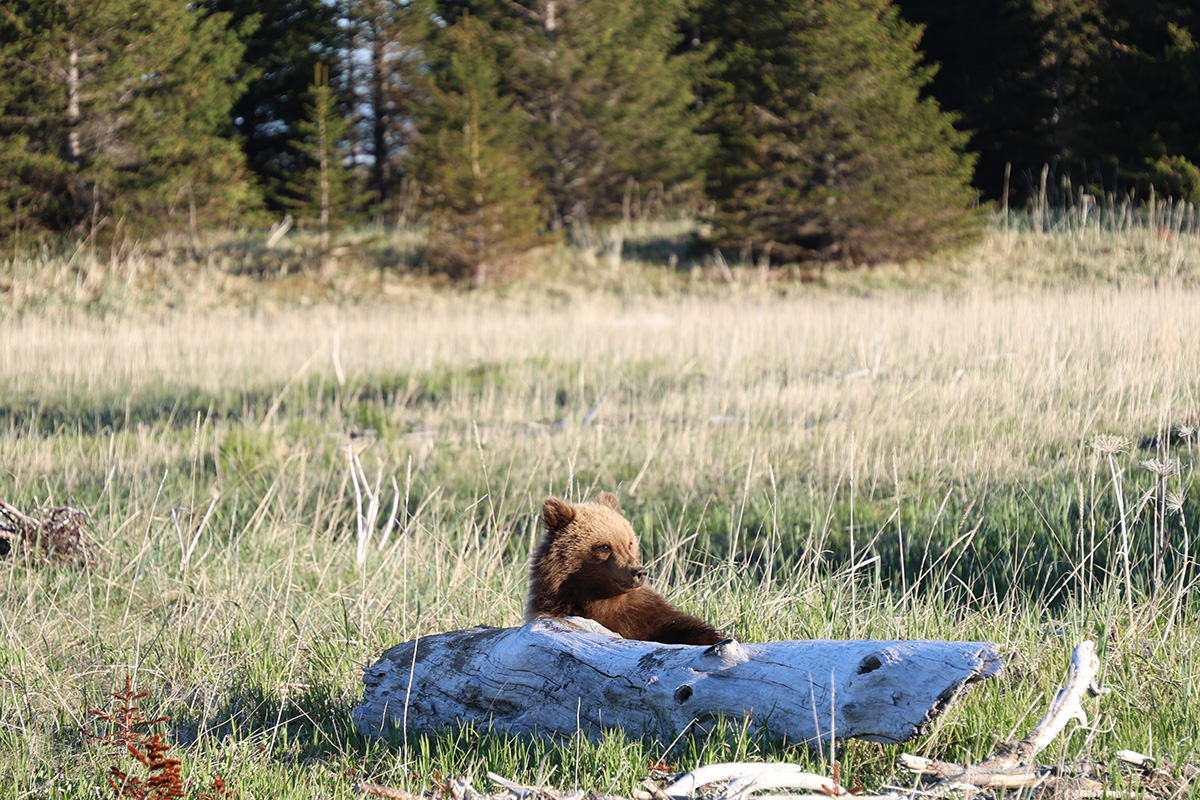 Coastal brown bear photograph by workshop guest Steve W., Lake Clark spring bear photography workshop
