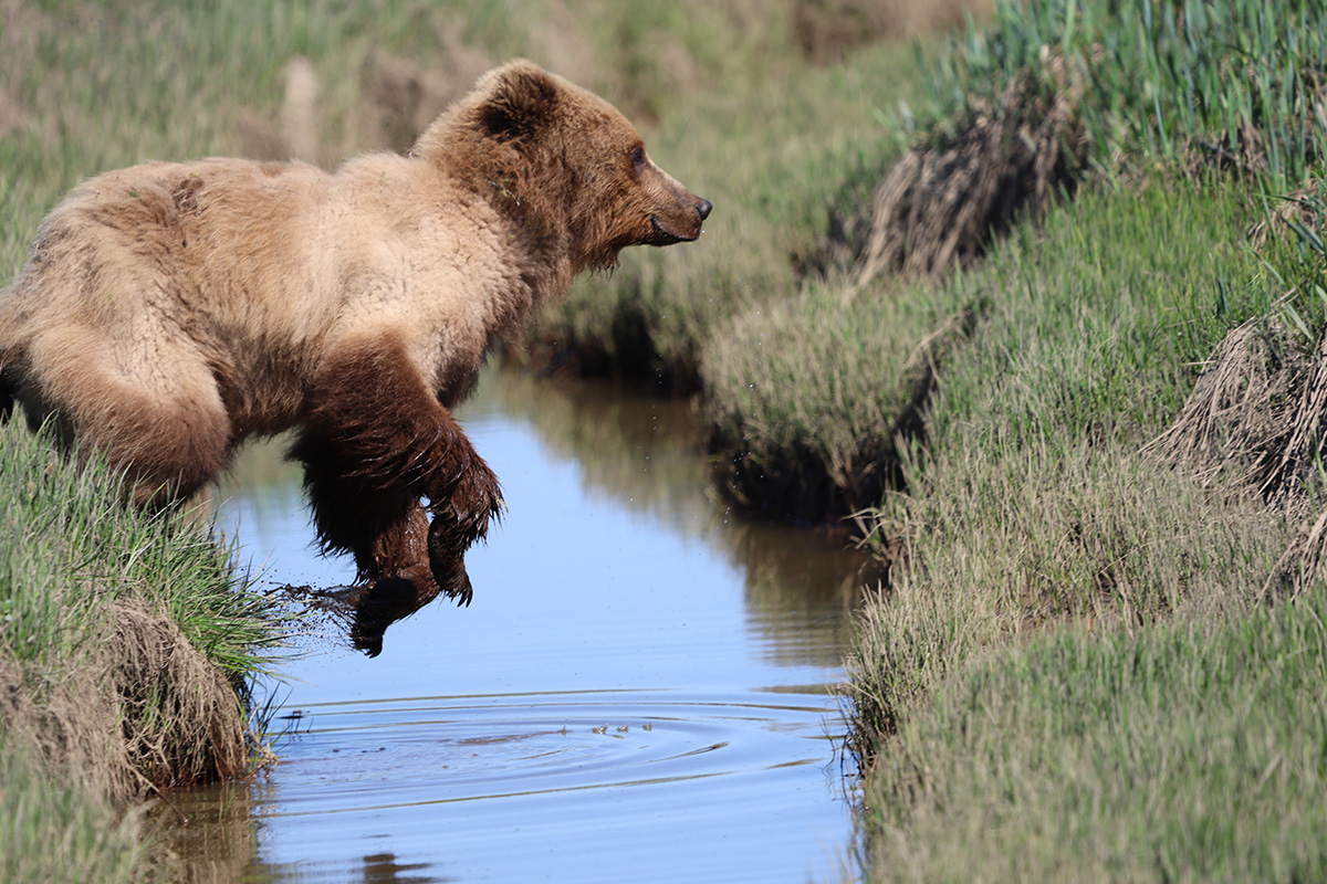 Coastal brown bear photograph by workshop guest Steve W., Lake Clark spring bear photography workshop