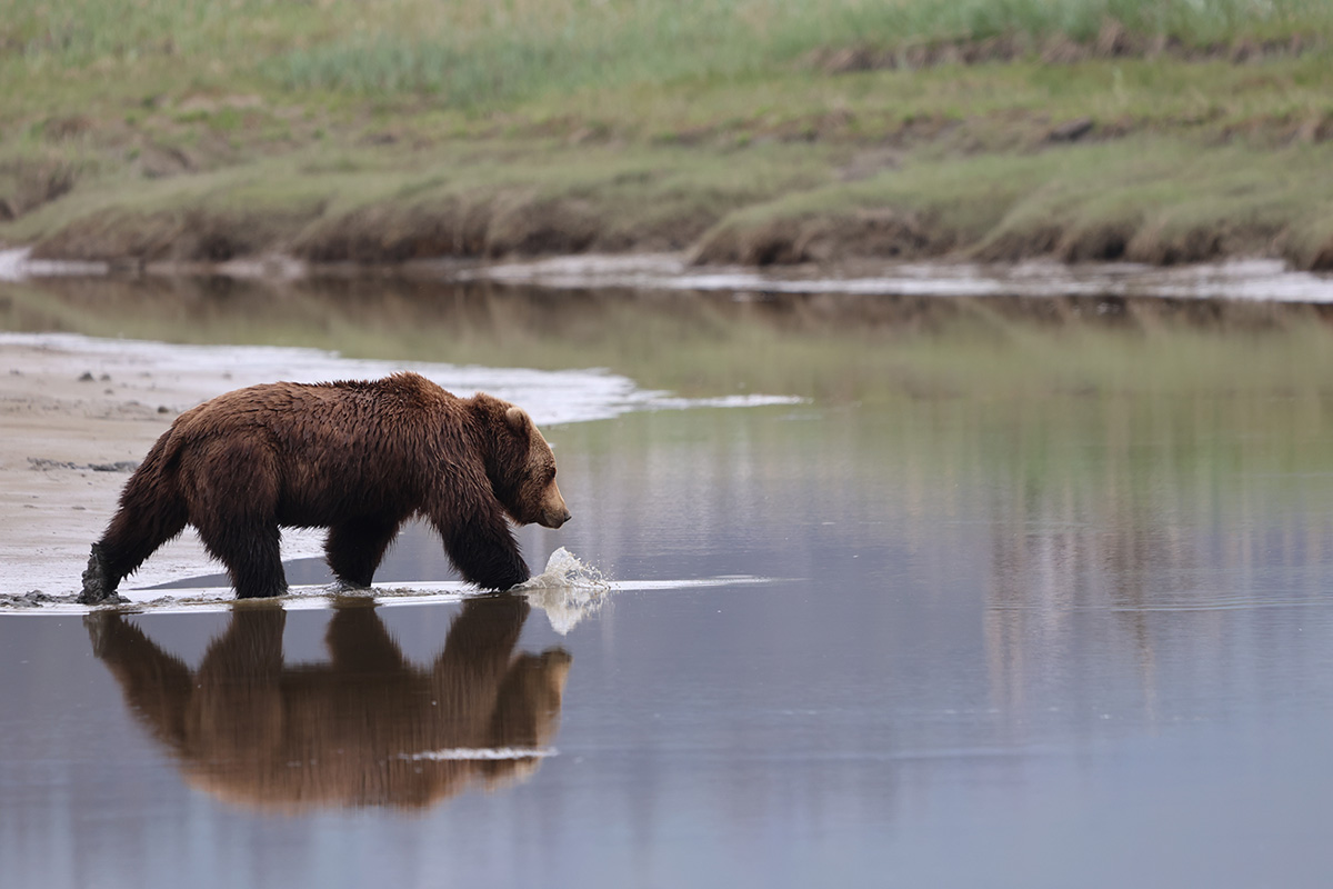 Coastal brown bear photograph by workshop guest Steve W., Lake Clark spring bear photography workshop