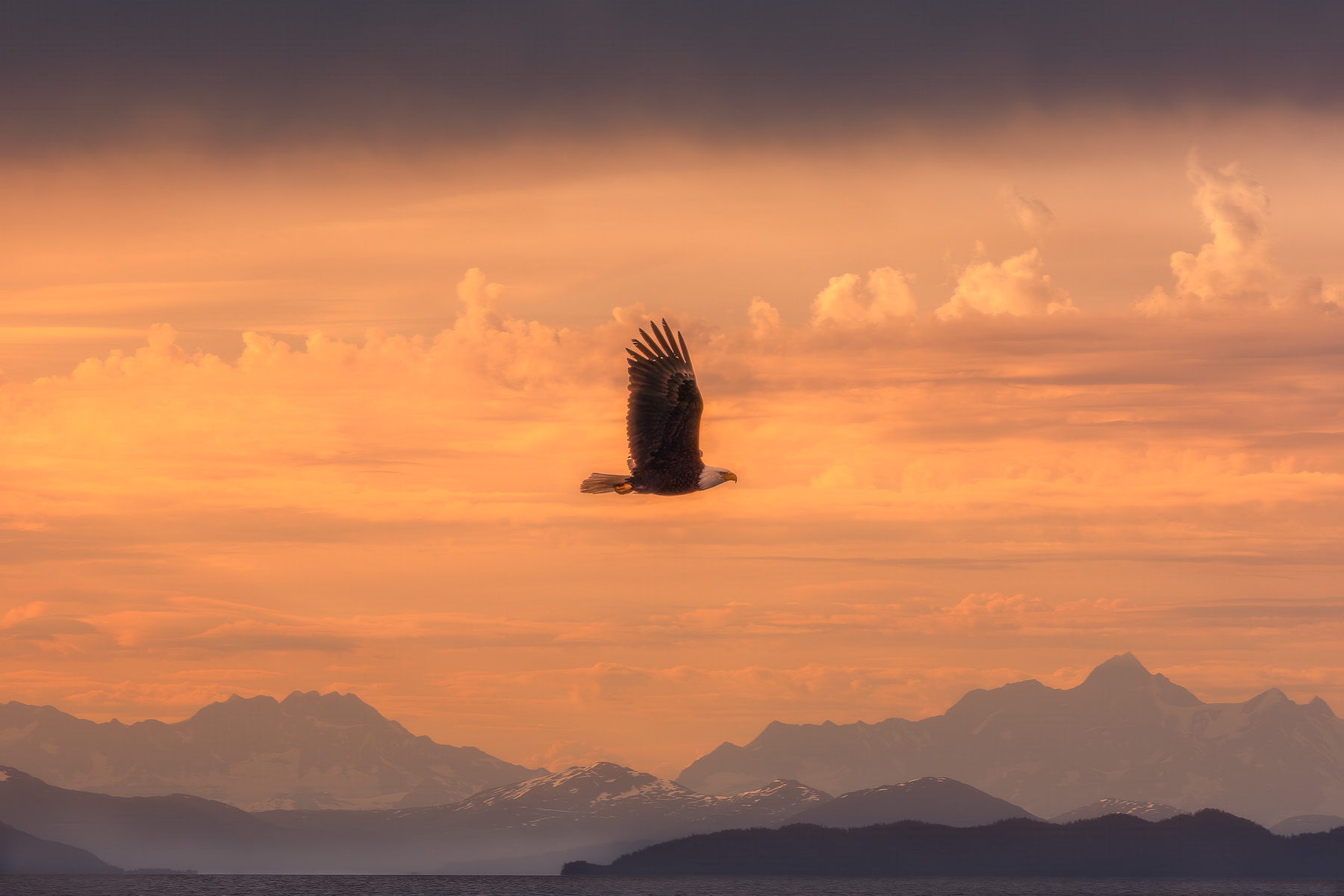 Bald Eagle flying over ocean during sunset with mountains in the background in Prince William Sound Alaska.