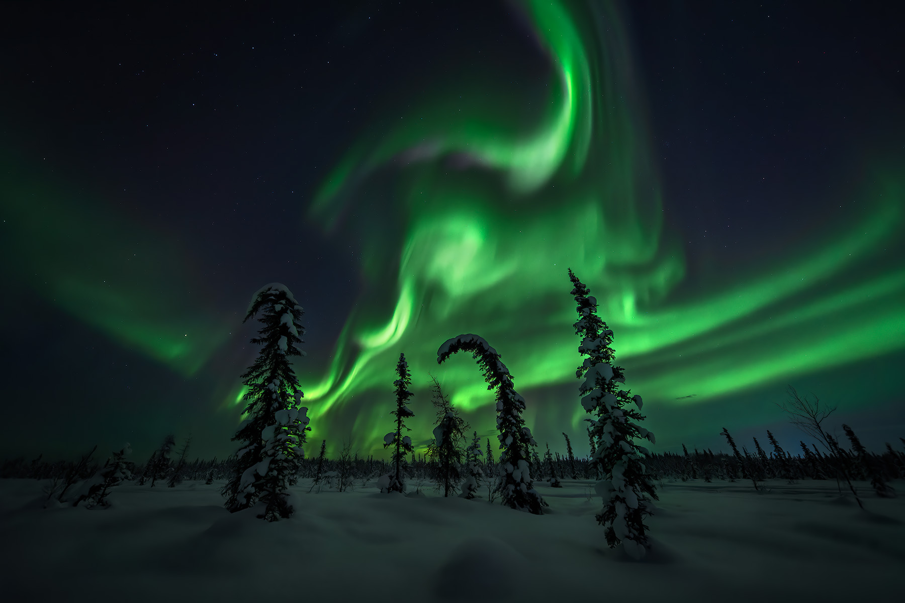 Vibrant green aurora borealis forming dramatic spiral corona above snow-covered black spruce trees in Arctic boreal forest with stars visible in night sky