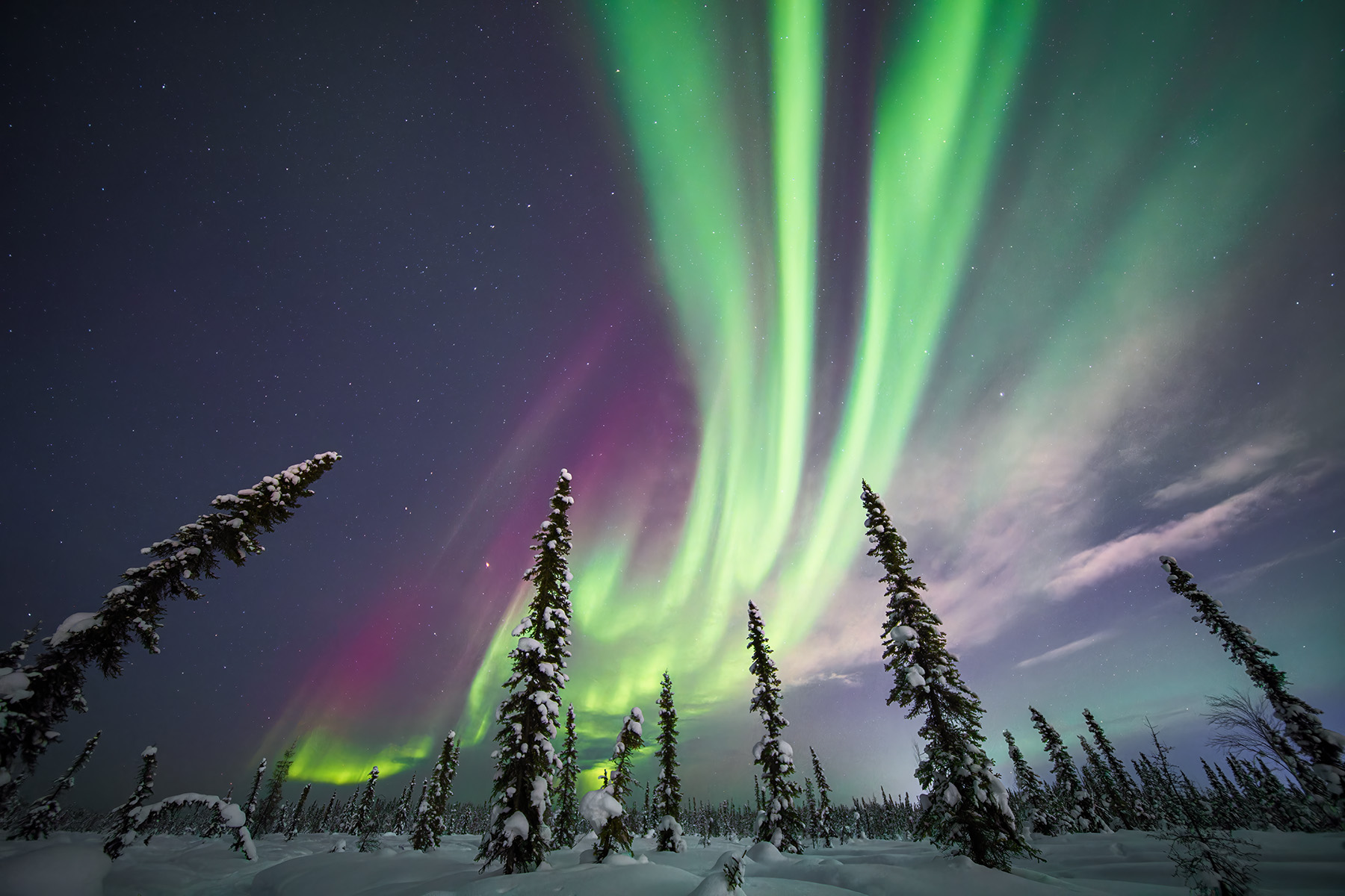 Bright green and purple auroras lighting up the night sky above snow-covered trees.