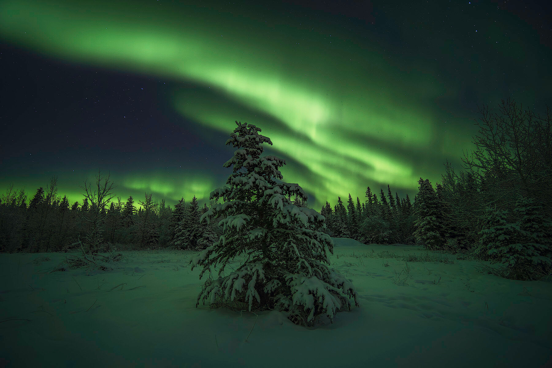 A lone snow-covered spruce under a green aurora near Fairbanks, Alaska