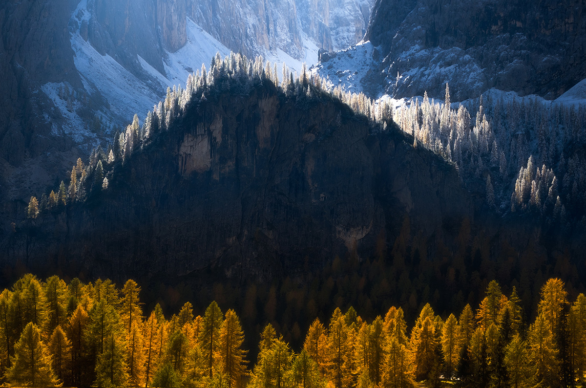 Golden larch trees backlit by low October sun in Italian Dolomites autumn landscape photography