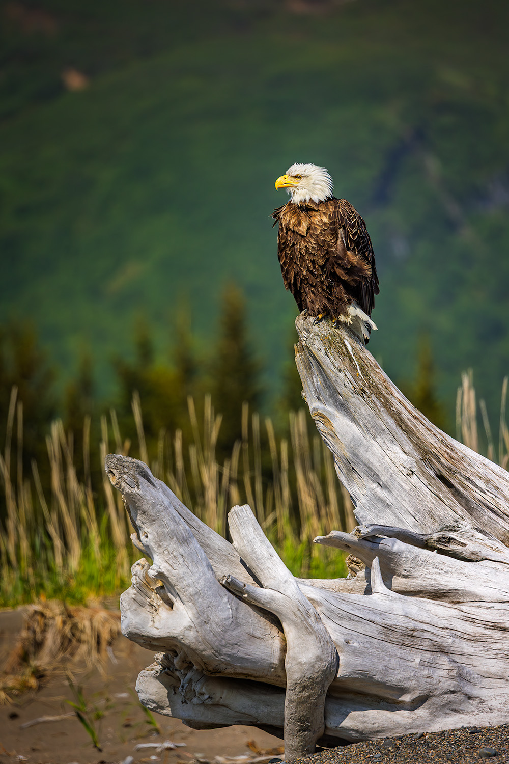 Bald eagle perched at Silver Salmon Creek Lake Clark during the June spring window &mdash; Alaska bear photography workshop additional wildlife photography opportunity