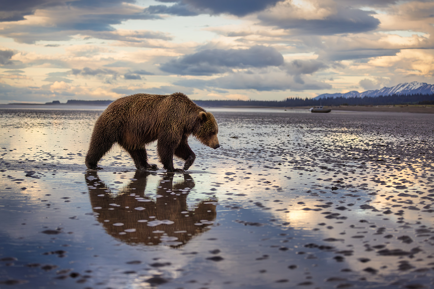 Coastal brown bear walking Cook Inlet tidal flats during fall salmon season at Silver Salmon Creek Lodge Lake Clark &mdash; Alaska brown bear photography workshop September 2026 location