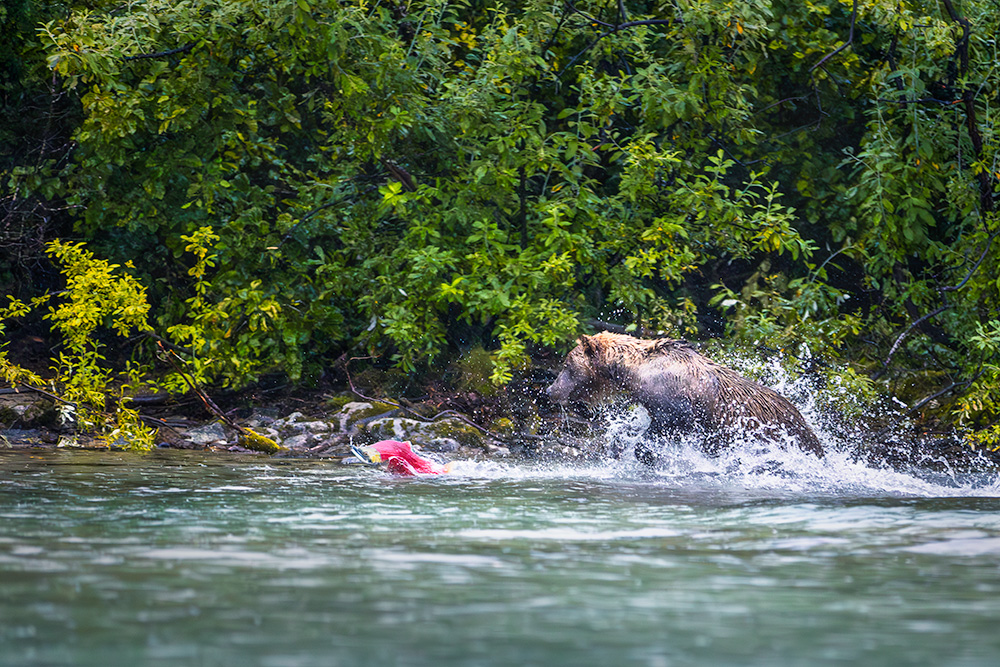 A bear splashes in the water while chasing a fish surrounded by green foliage.