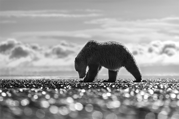 Alaska coastal brown bear walking the beach at low tide under dramatic light