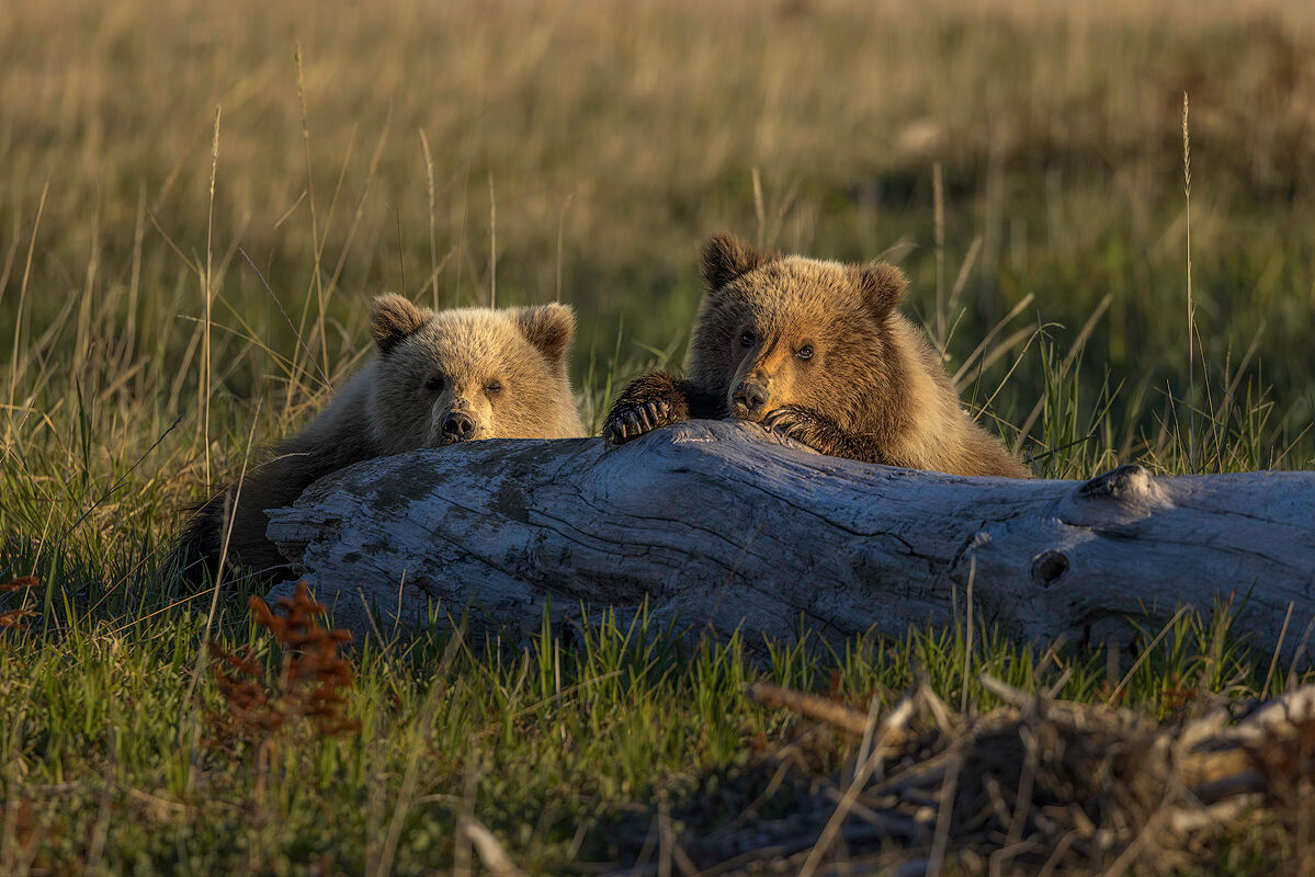 Coastal brown bear cubs resting on a log in a green sedge meadow at Silver Salmon Creek, Lake Clark National Park, Alaska &mdash; Alaska bear photography workshop spring who it's for