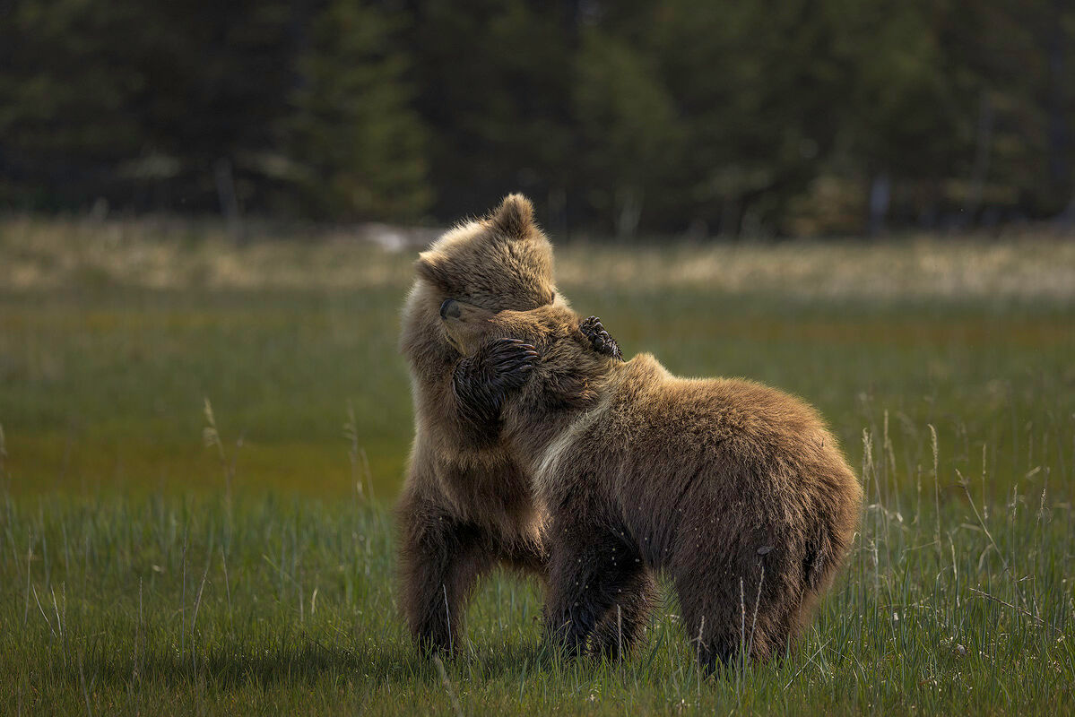 Coastal brown bear cubs playing in a green sedge meadow at Silver Salmon Creek, Lake Clark National Park, Alaska &mdash; Alaska bear photography workshop spring a day in the field