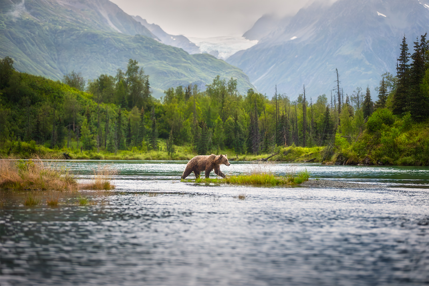 Coastal brown bear crossing salmon stream at Lake Clark National Park during fall salmon run with dynamic motion &mdash; Alaska brown bear photography workshop action photography September 2026