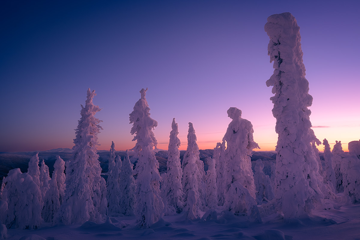 Snow-covered spruce trees at twilight near Fairbanks Alaska showing that great landscape photos can be found close to home