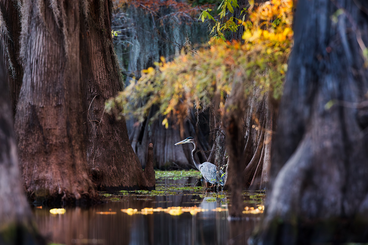 Great Blue Heron in cypress swamp at Caddo Lake &mdash; wildlife photographers should bring a long telephoto lens