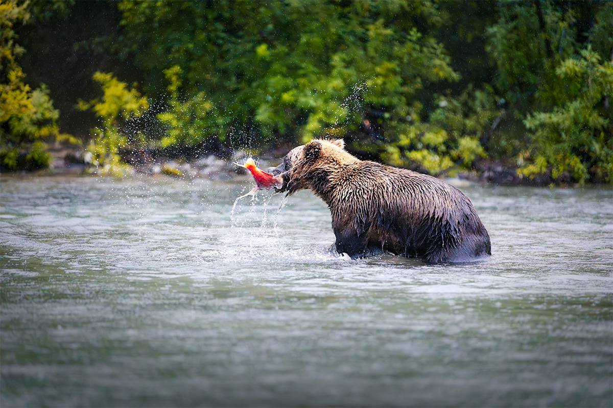 Coastal brown bear catching sockeye salmon mid-air during peak summer salmon run at Lake Clark
