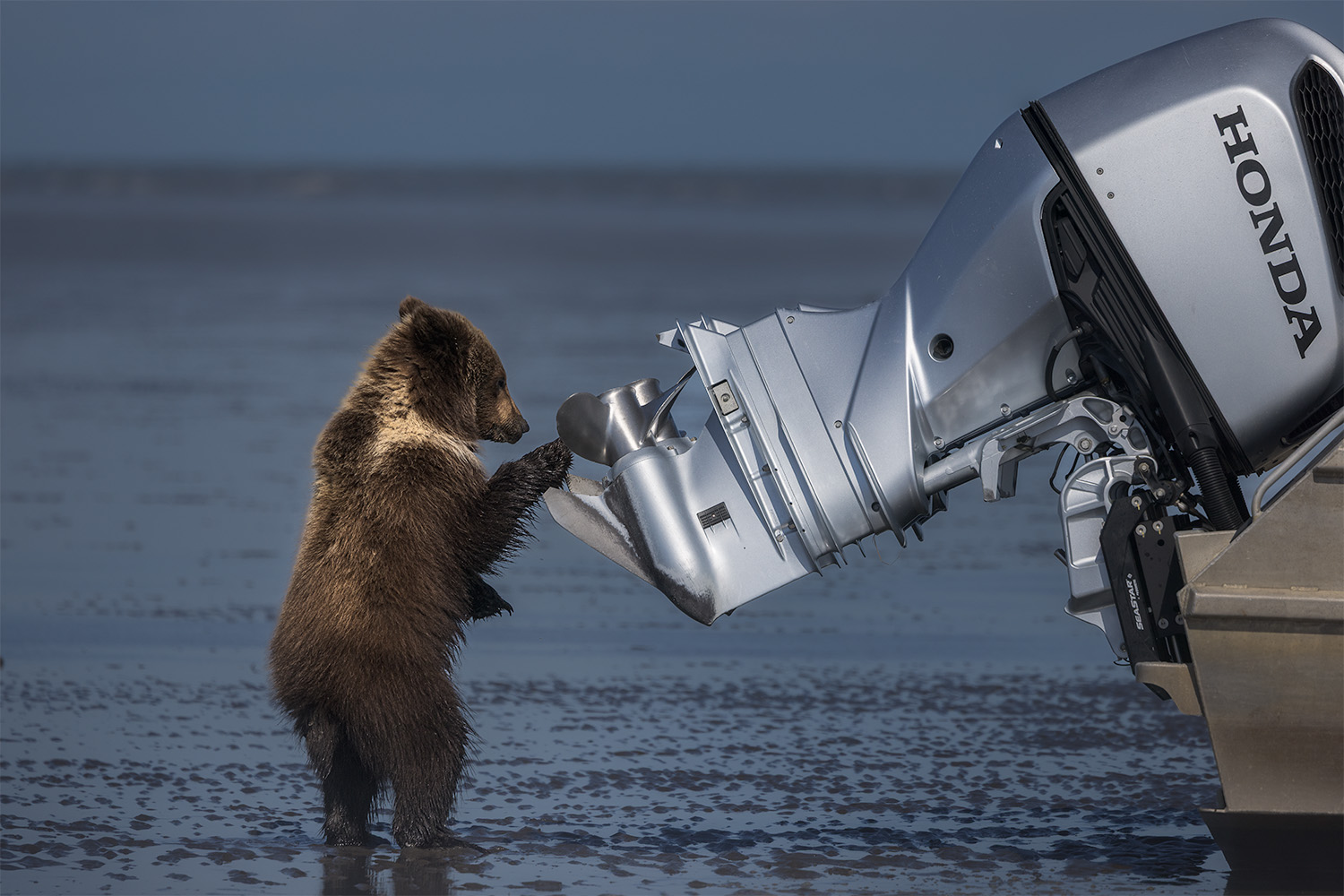 Coastal brown bear cub standing on hind legs inspecting an outboard boat motor on the tidal flats, Lake Clark spring bear photography workshop