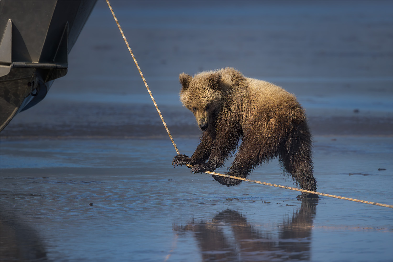 Coastal brown bear cub balancing along a boat bow line on the wet tidal flats, Lake Clark spring bear photography workshop