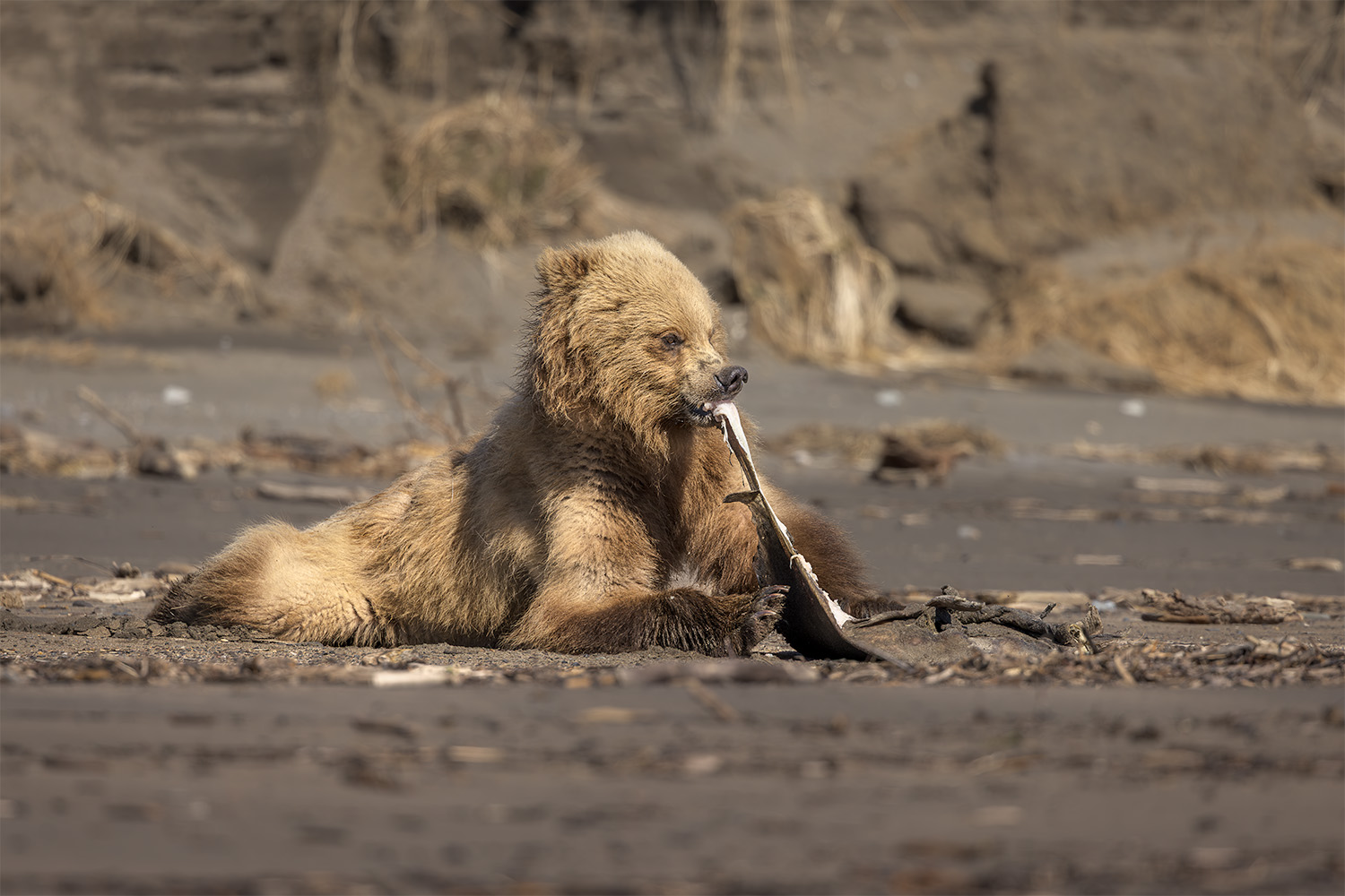Coastal brown bear feeding on a skate on the sandy tidal flats, Lake Clark spring bear photography workshop