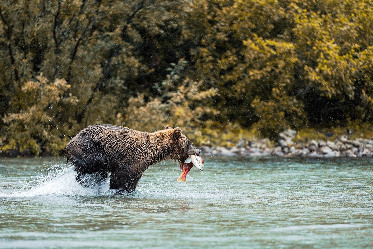 Coastal brown bear running with sockeye salmon through glacier-fed river during fall at Lake Clark