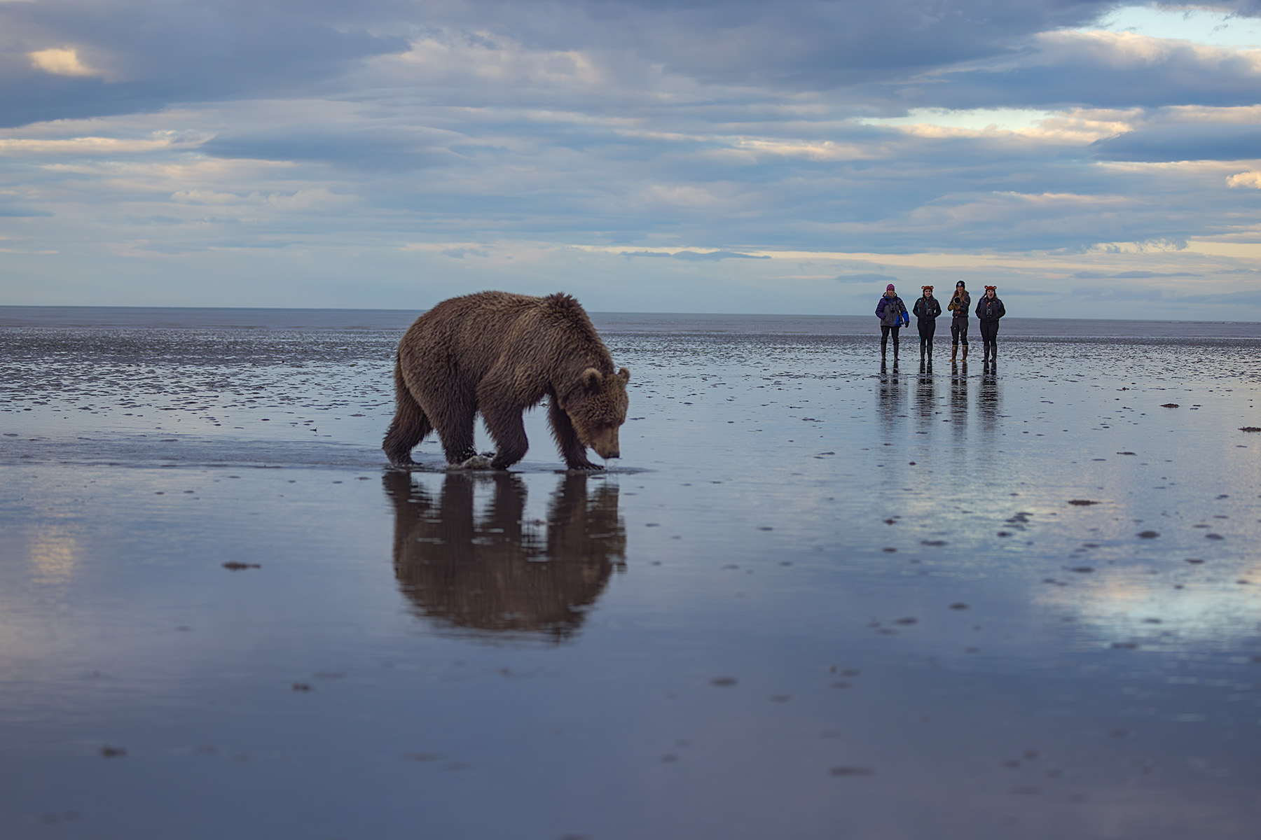 Small guided group maintaining required 50-yard viewing distance from coastal brown bear on Lake Clark tidal flats