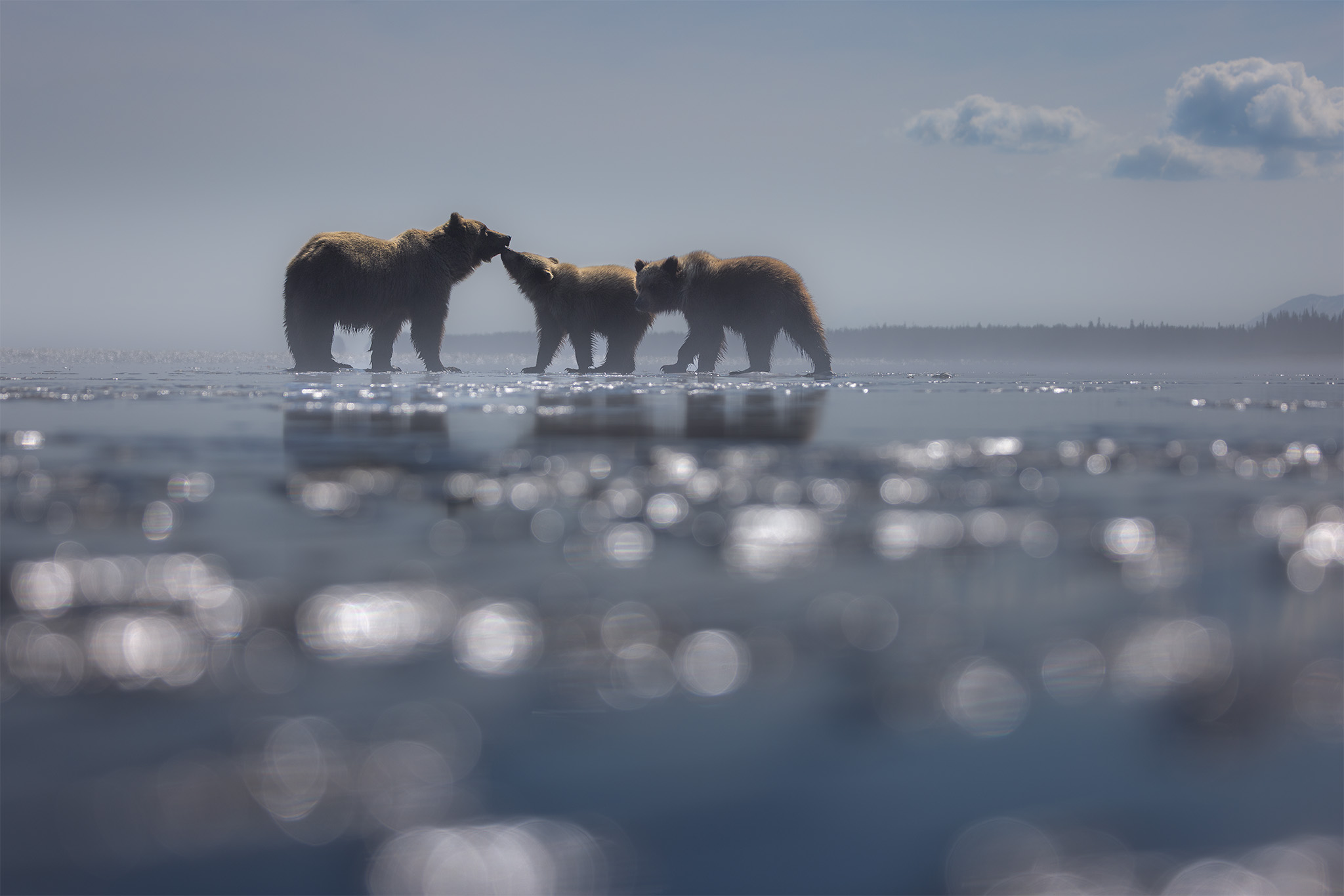 Coastal brown bear sow and cub touching noses in silhouette on misted tidal flats at first light, with a third bear nearby, Lake Clark
