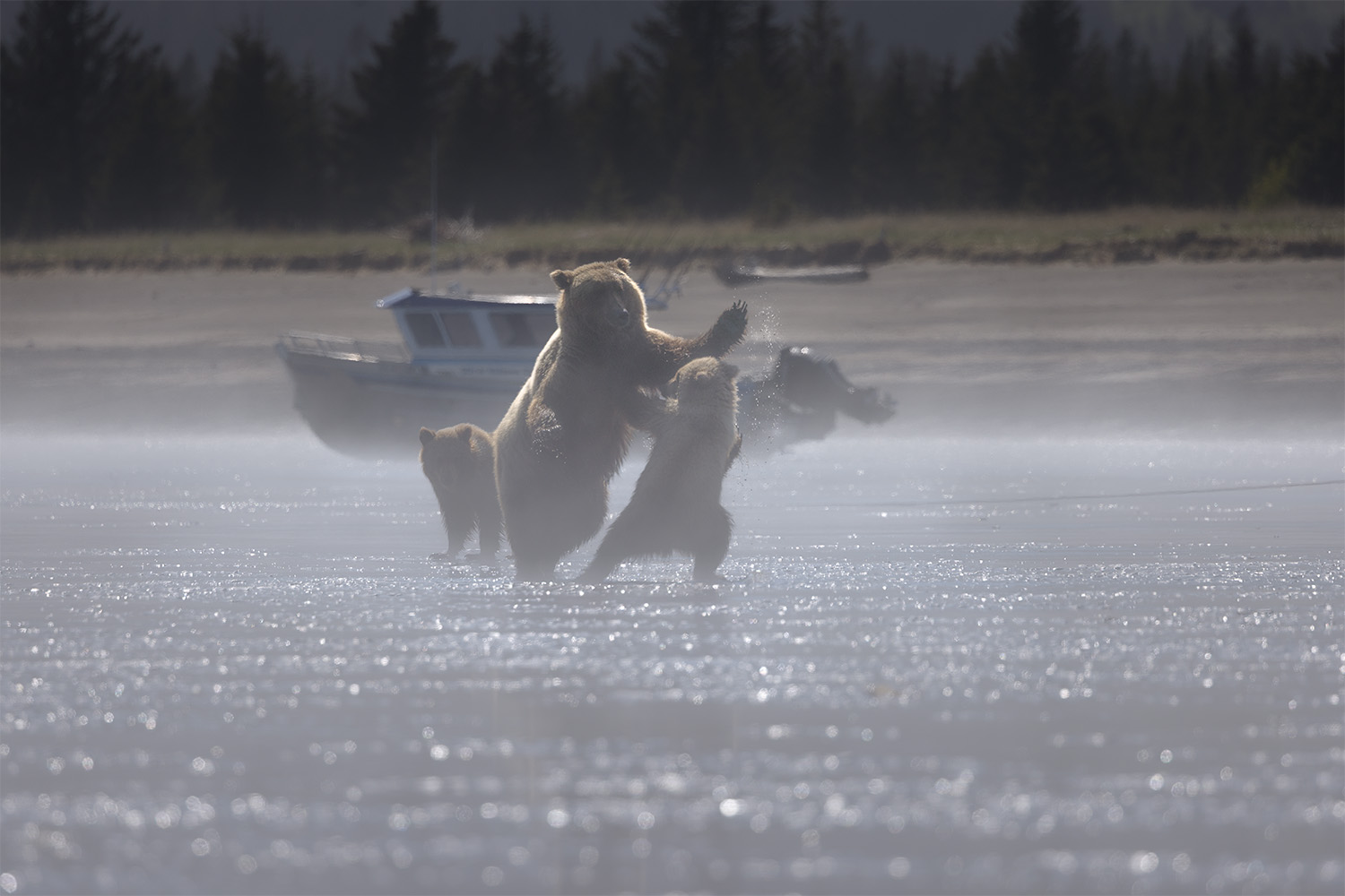 Coastal brown bear sow standing with her two cubs reaching up to her on misted, backlit tidal flats at first light, Lake Clark spring bear photography workshop