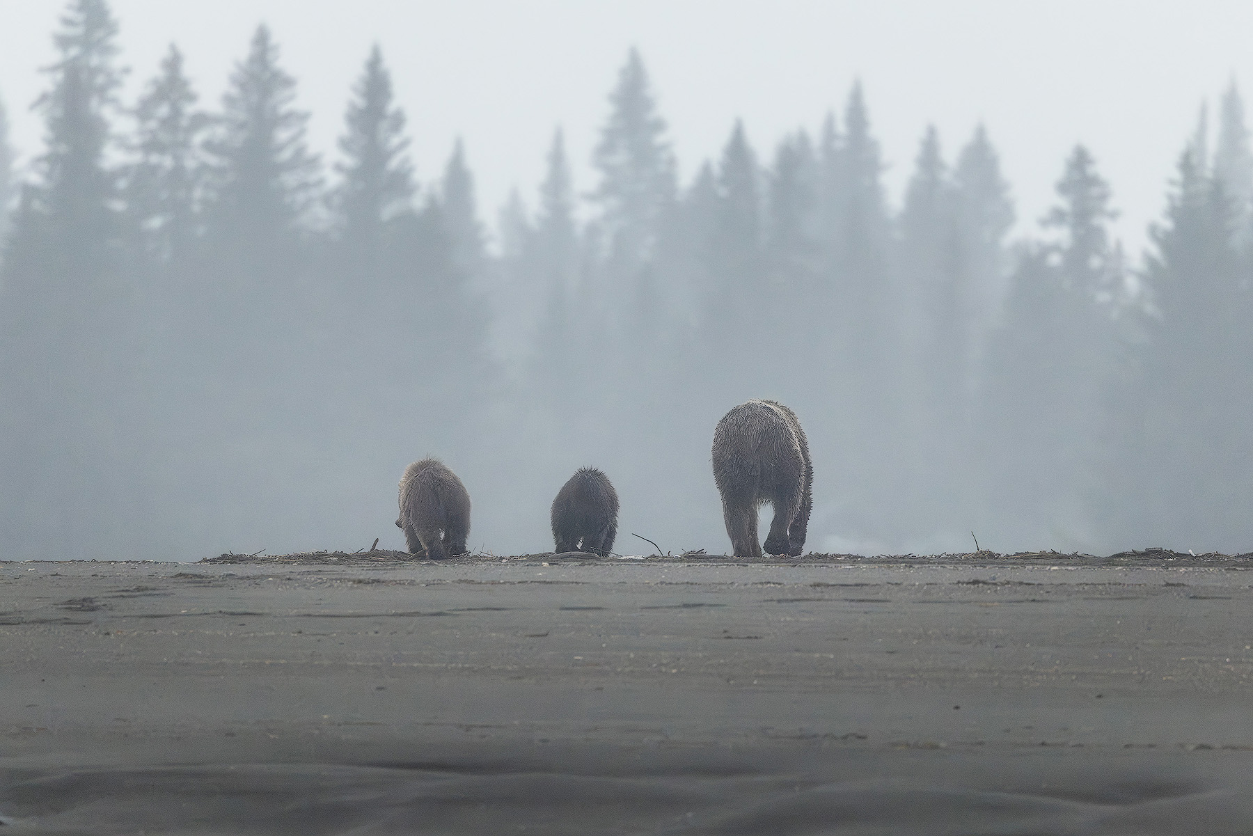 A wet brown bear sow and her two cubs of the year walk away across the beach in heavy fog at Silver Salmon Creek in Lake Clark National Park, with spruce trees fading into the mist behind them.
