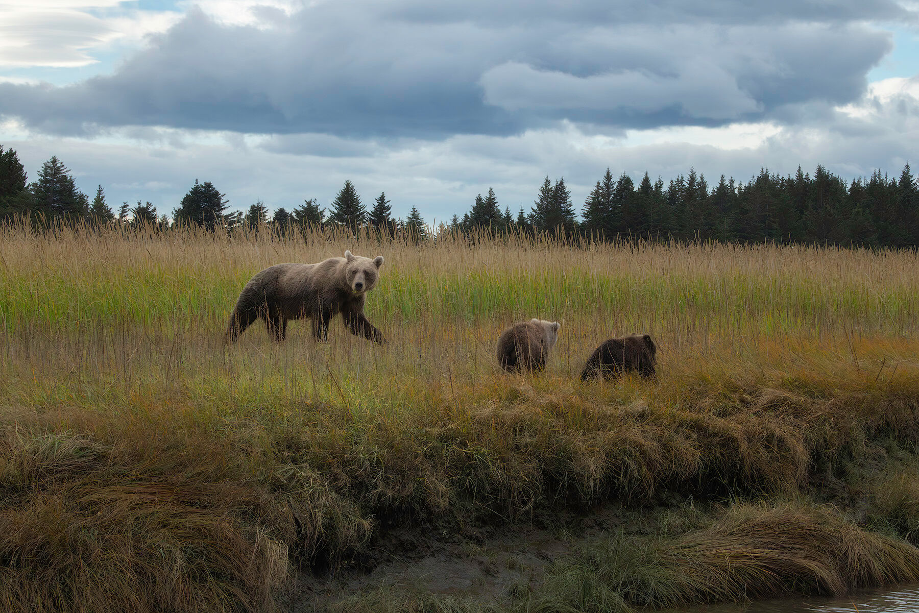 A brown bear sow walks through tall fall sedge grass at Silver Salmon Creek in Lake Clark National Park, with her two cubs of the year following behind her, under a cloudy sky with a line of spruce trees behind them.