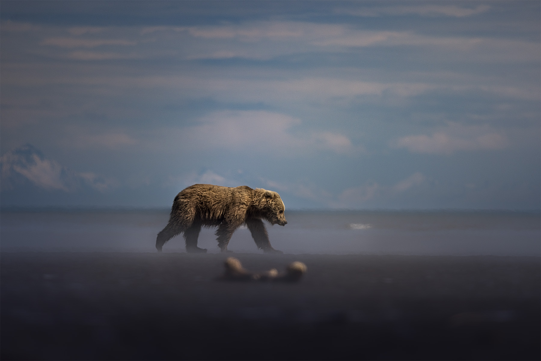 Lone coastal brown bear walking the dark tidal flats at first light with distant mountains across the inlet, Lake Clark spring bear photography workshop