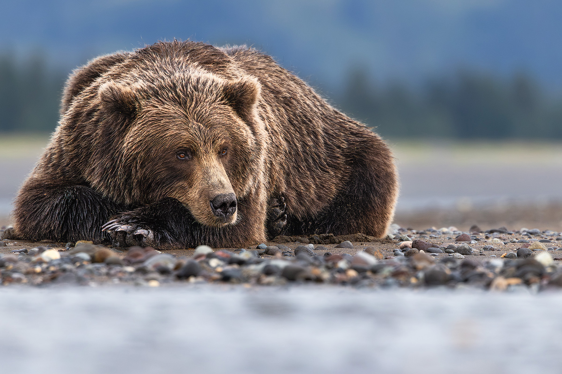 A coastal brown bear lies on a pebble beach at Silver Salmon Creek in Lake Clark National Park with its head resting on its front paws, looking just past the camera.