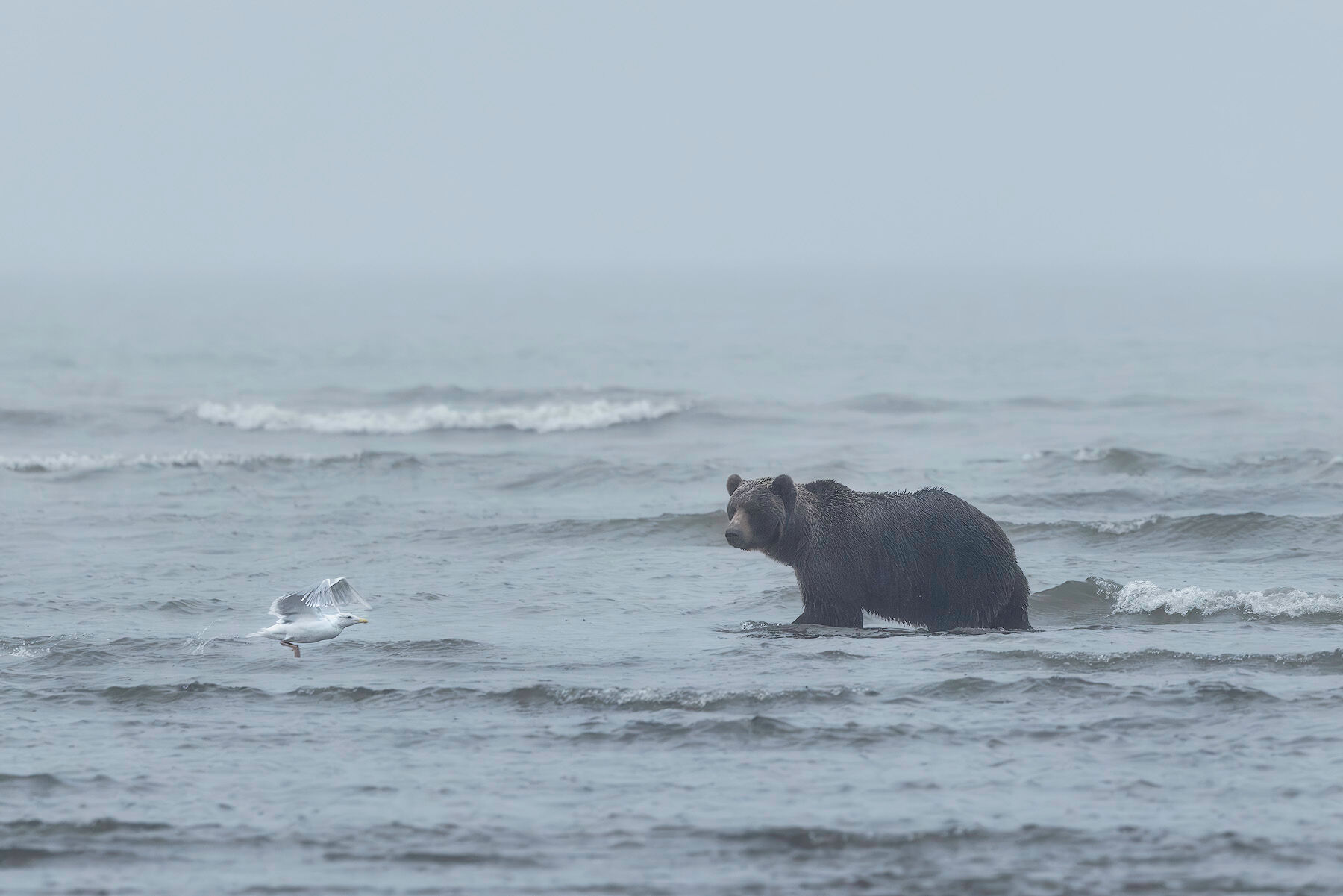 A wet coastal brown bear wades through the waves of Cook Inlet in heavy fog off Silver Salmon Creek in Lake Clark National Park, as a gull lifts off the water in front of it.