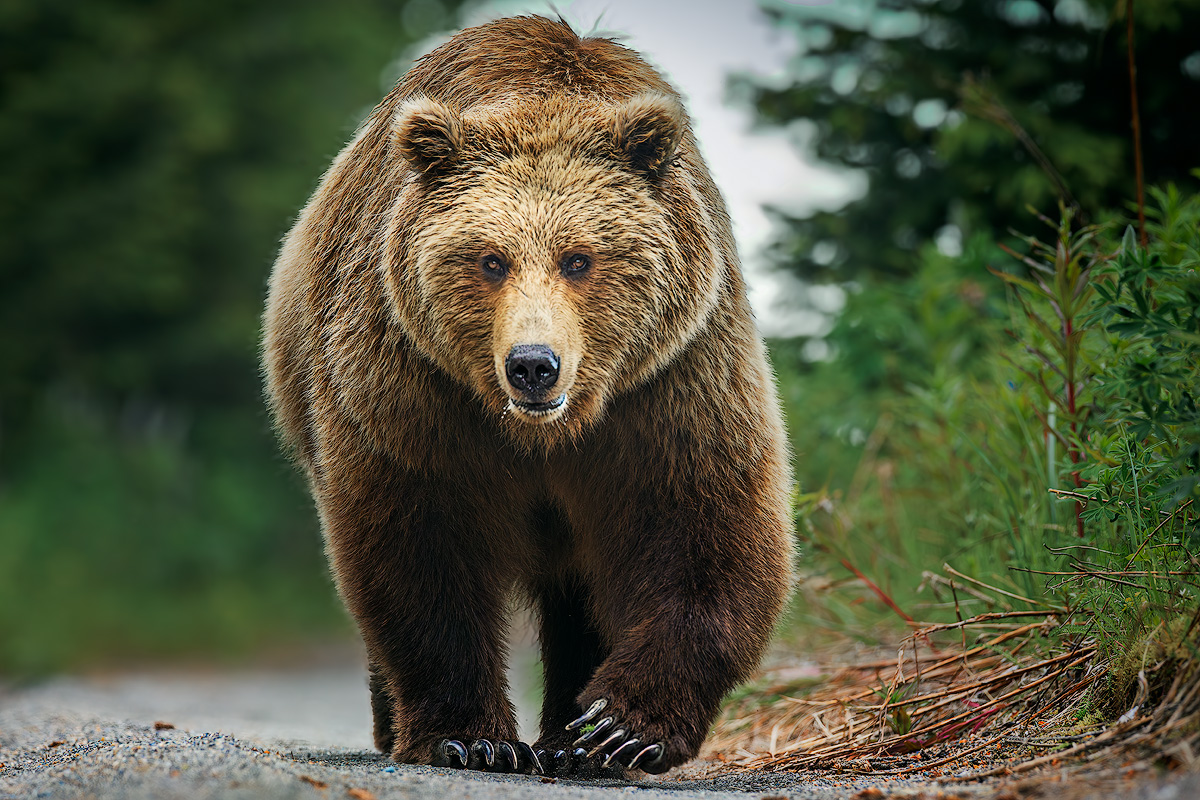 Coastal brown bear walking head-on across the tidal flat at Silver Salmon Creek Lake Clark National Park &mdash; Alaska bear photography workshop spring coastal brown bears
