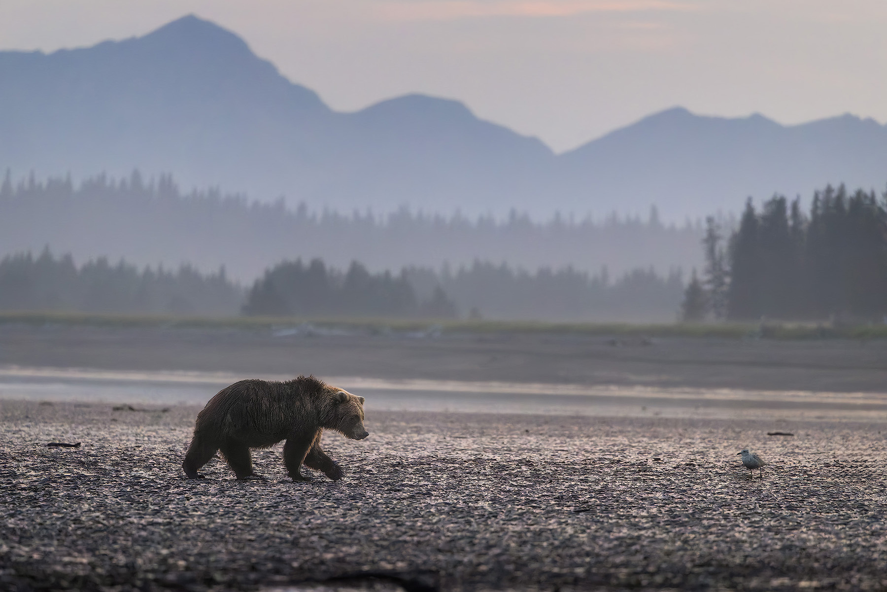 A coastal brown bear walks across the tidal flats at Silver Salmon Creek in Lake Clark National Park with a gull nearby, spruce forest and hazy mountains behind it.