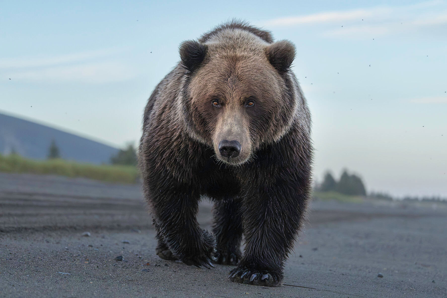 A coastal brown bear walks straight toward the camera across the dark sand flats at Silver Salmon Creek in Lake Clark National Park, shot low at eye level and filling most of the frame.