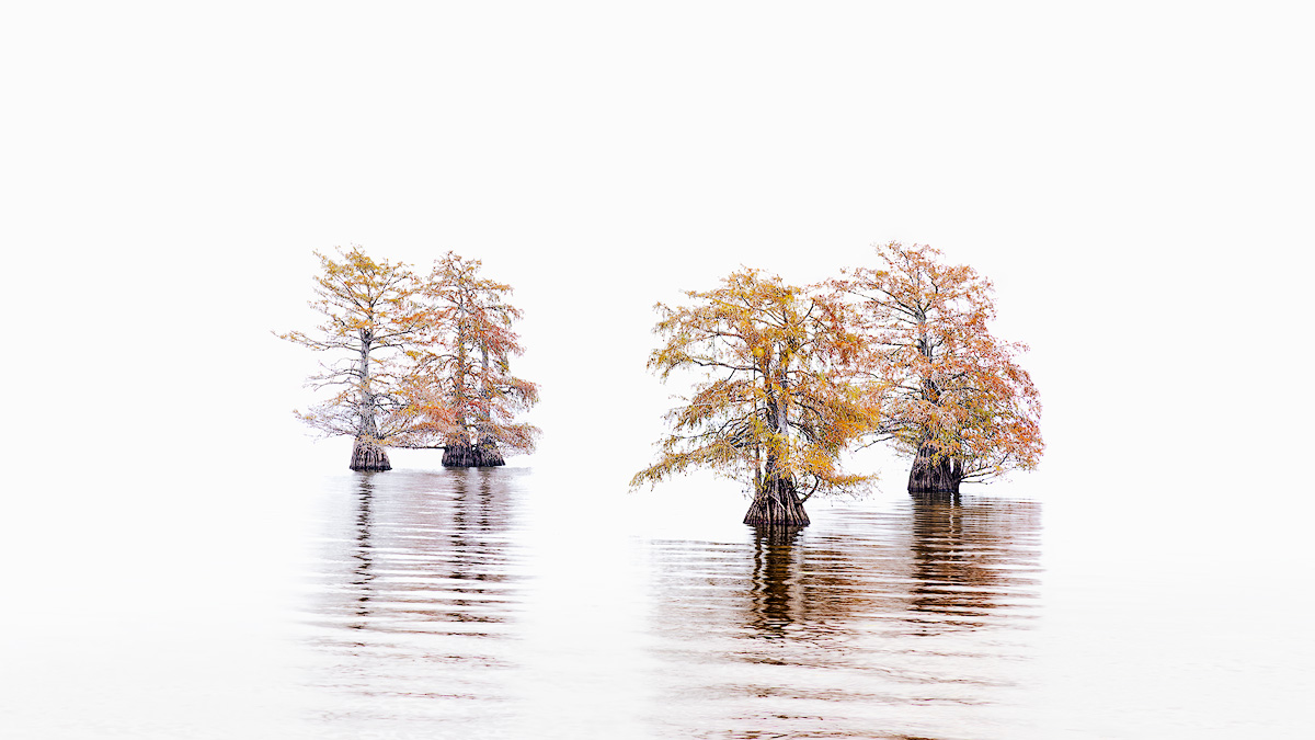 Minimalist telephoto landscape photograph of autumn cypress trees isolated in still water against white sky demonstrating creative photography constraints