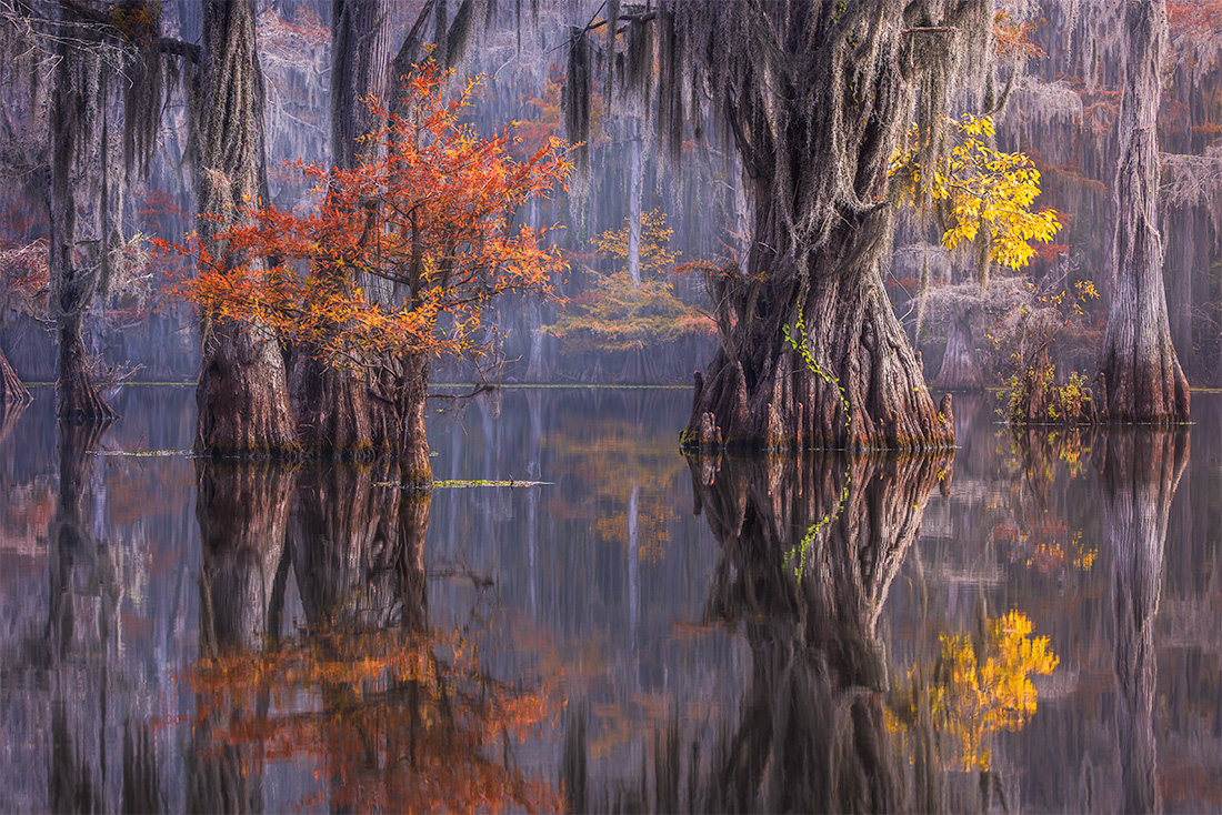 Caddo Lake Texas Photography Workshop | Cypress Swamp 2027