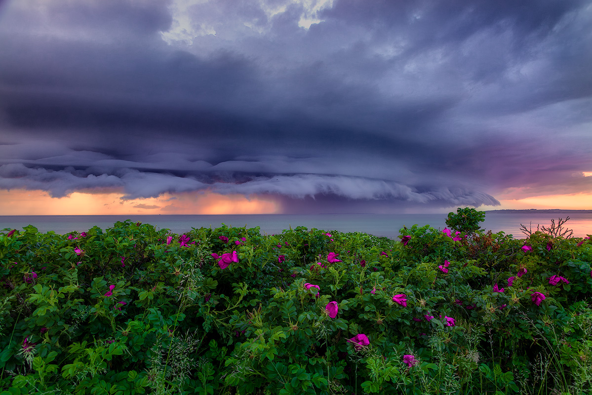 Dramatic shelf cloud and storm light over the ocean with wild roses in foreground showing why bad weather creates compelling landscape photos