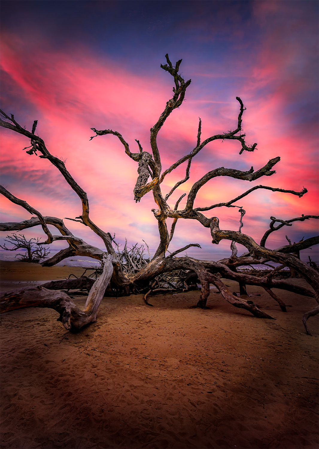 An epic sunset illuminates Driftwood Beach in Georgia, casting warm light on twisted oak tree, its weathered branches telling the passage of time.