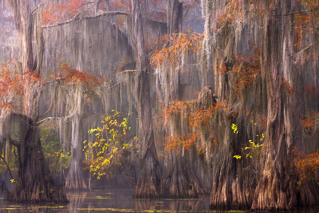 Autumn cypress trees draped in Spanish moss with morning fog and warm light at Caddo Lake Texas demonstrating mastery of aperture and landscape photography