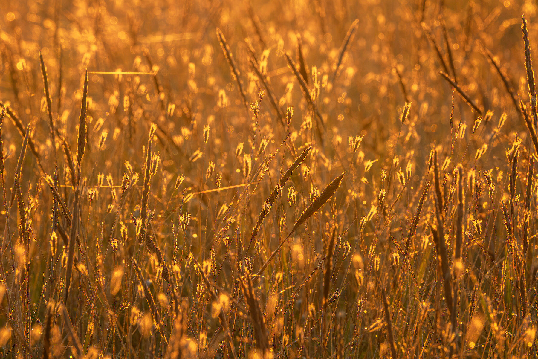 Tall sedge grass glowing gold in low backlight in a meadow at Silver Salmon Creek in Lake Clark National Park.