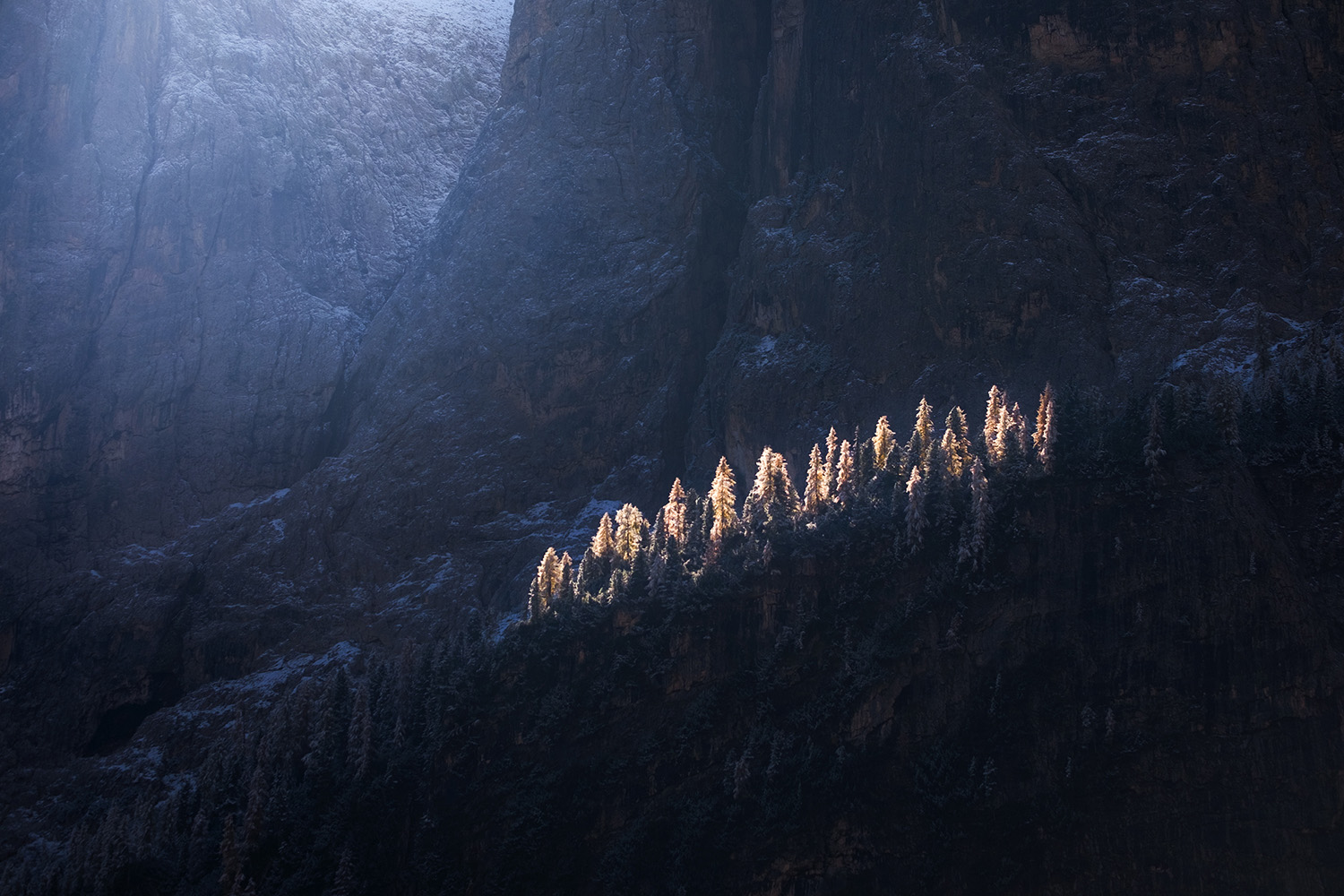 Golden larches catching last sunlight in shadowed Italian Dolomites valley October autumn photography