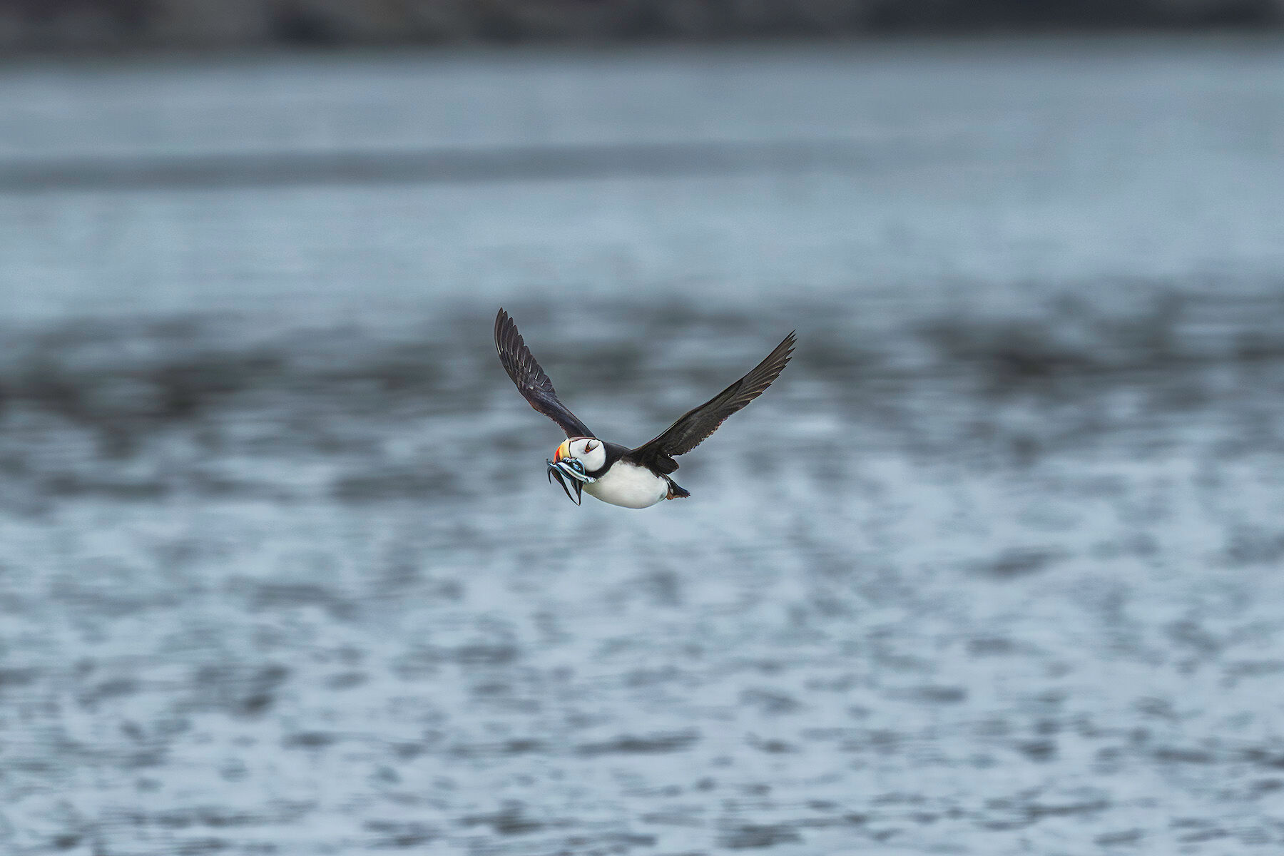 A horned puffin flies low over the water with a beak full of small fish, its wings spread wide, along the coast of Lake Clark National Park.