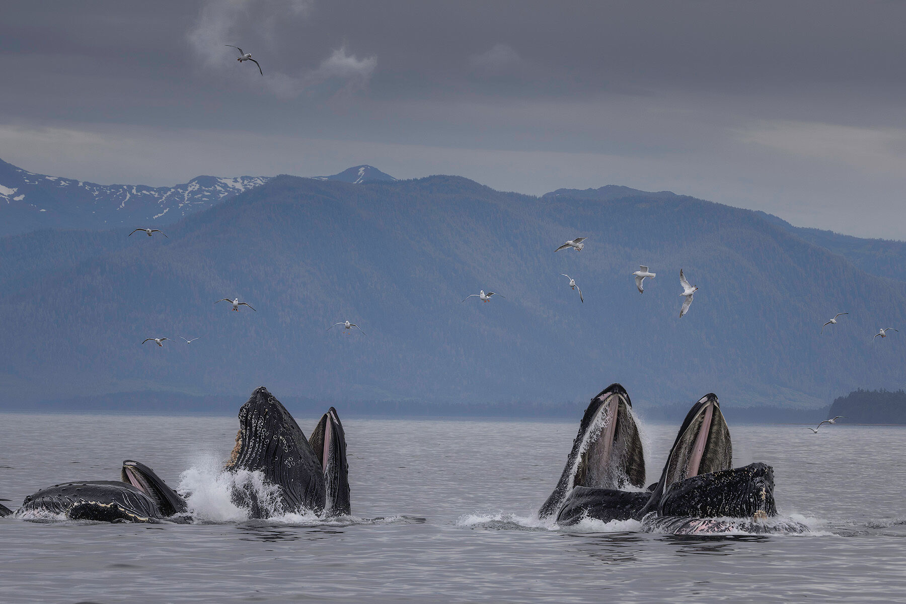 Humpback whales group feeding in Sitka Sound, Alaska