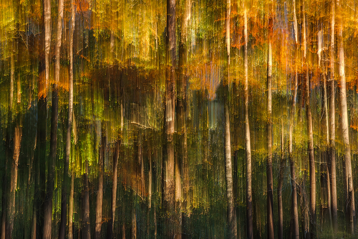 Abstract autumn landscape created with intentional camera movement through cypress trees at Caddo Lake Texas showing streaked gold and green painterly effect