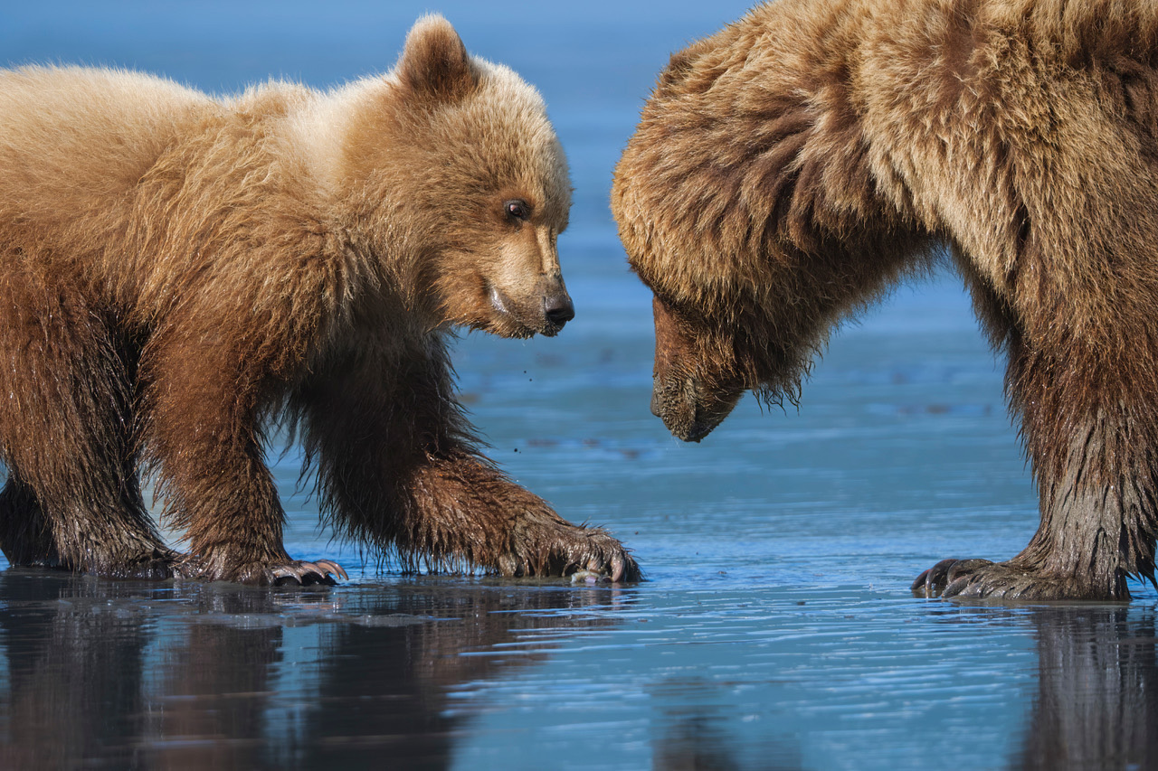 Coastal brown bear photograph by workshop guest Kelly M., Lake Clark spring bear photography workshop