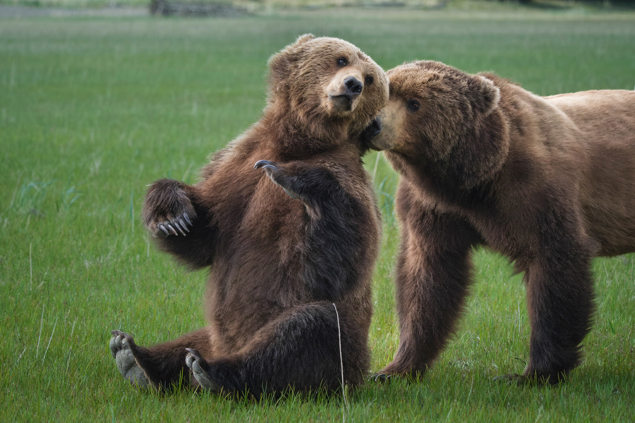 Coastal brown bear photograph by workshop guest Kelly M., Lake Clark spring bear photography workshop
