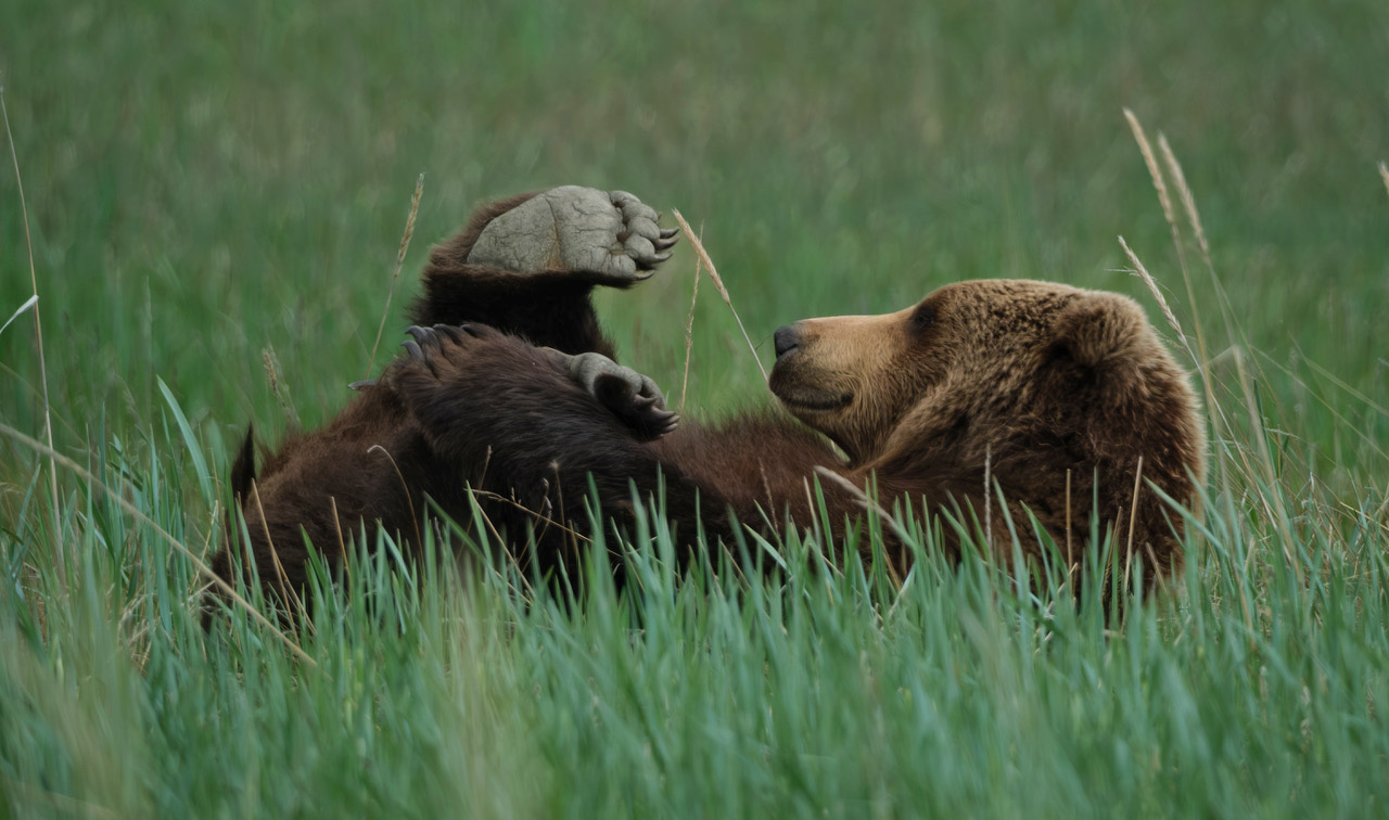 Coastal brown bear photograph by workshop guest Kelly M., Lake Clark spring bear photography workshop