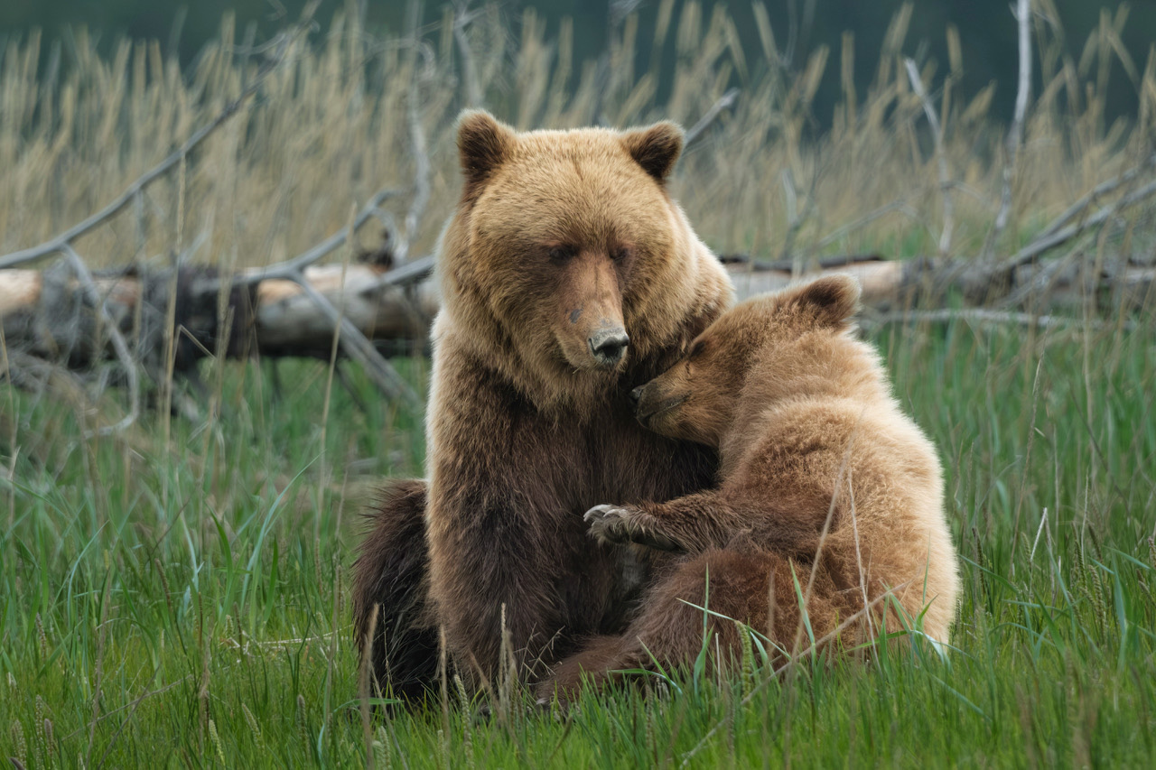 Coastal brown bear photograph by workshop guest Kelly M., Lake Clark spring bear photography workshop