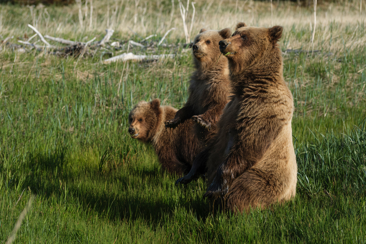 Coastal brown bear photograph by workshop guest Kelly M., Lake Clark spring bear photography workshop