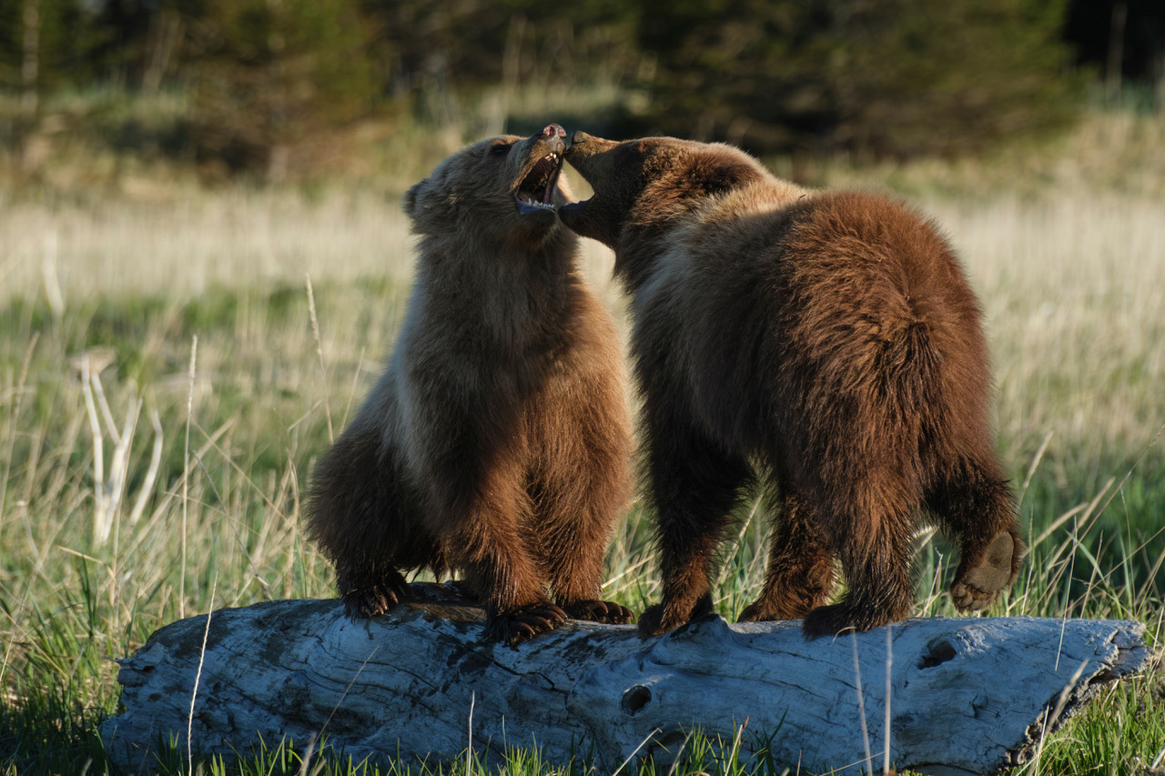 Coastal brown bear photograph by workshop guest Kelly M., Lake Clark spring bear photography workshop