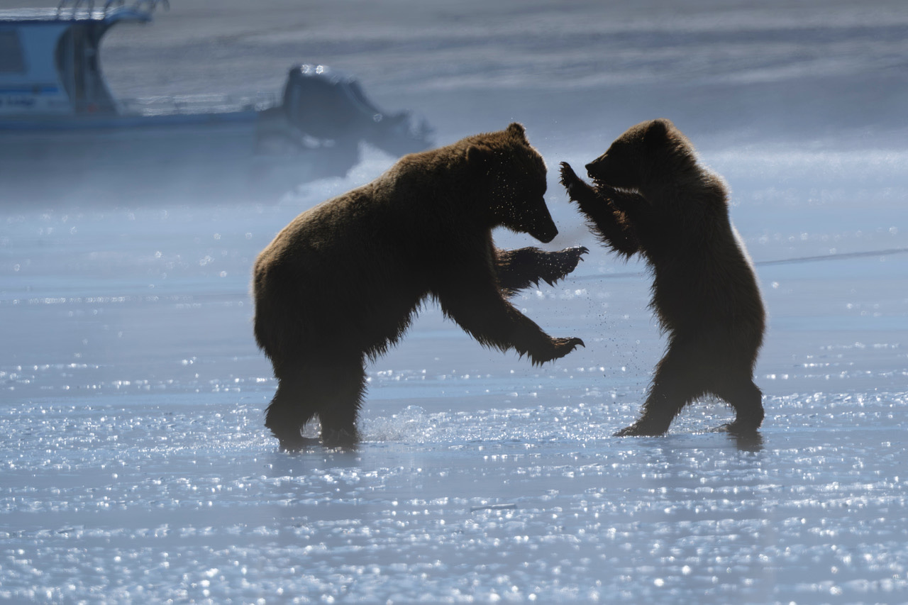 Coastal brown bear photograph by workshop guest Kelly M., Lake Clark spring bear photography workshop